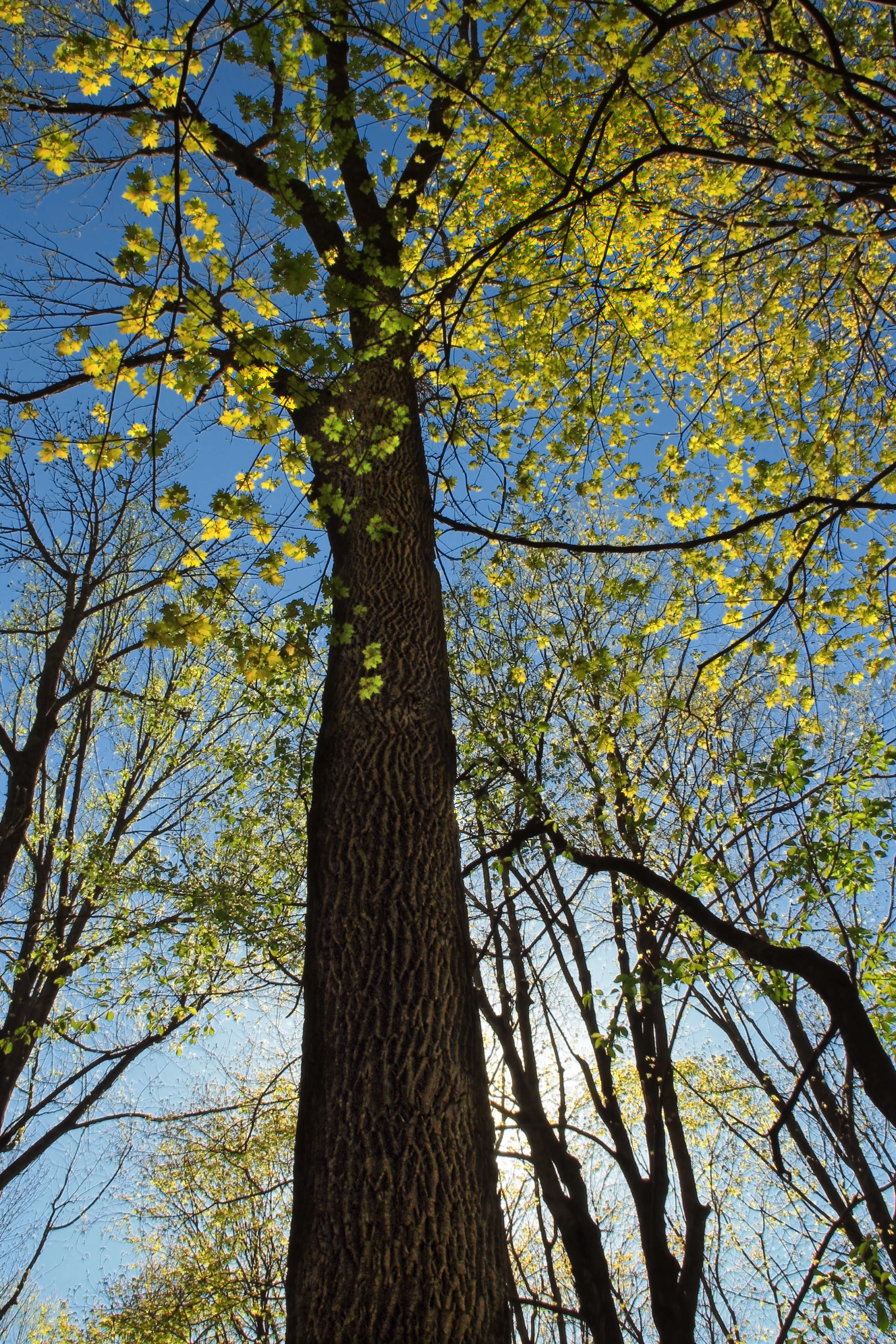 Image of sugar maple