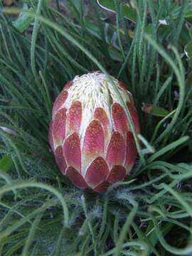 Plancia ëd Protea restionifolia (Salisb. ex Knight) Rycroft