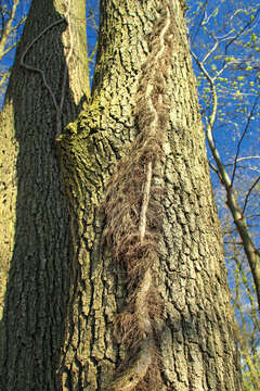 Image of eastern poison ivy