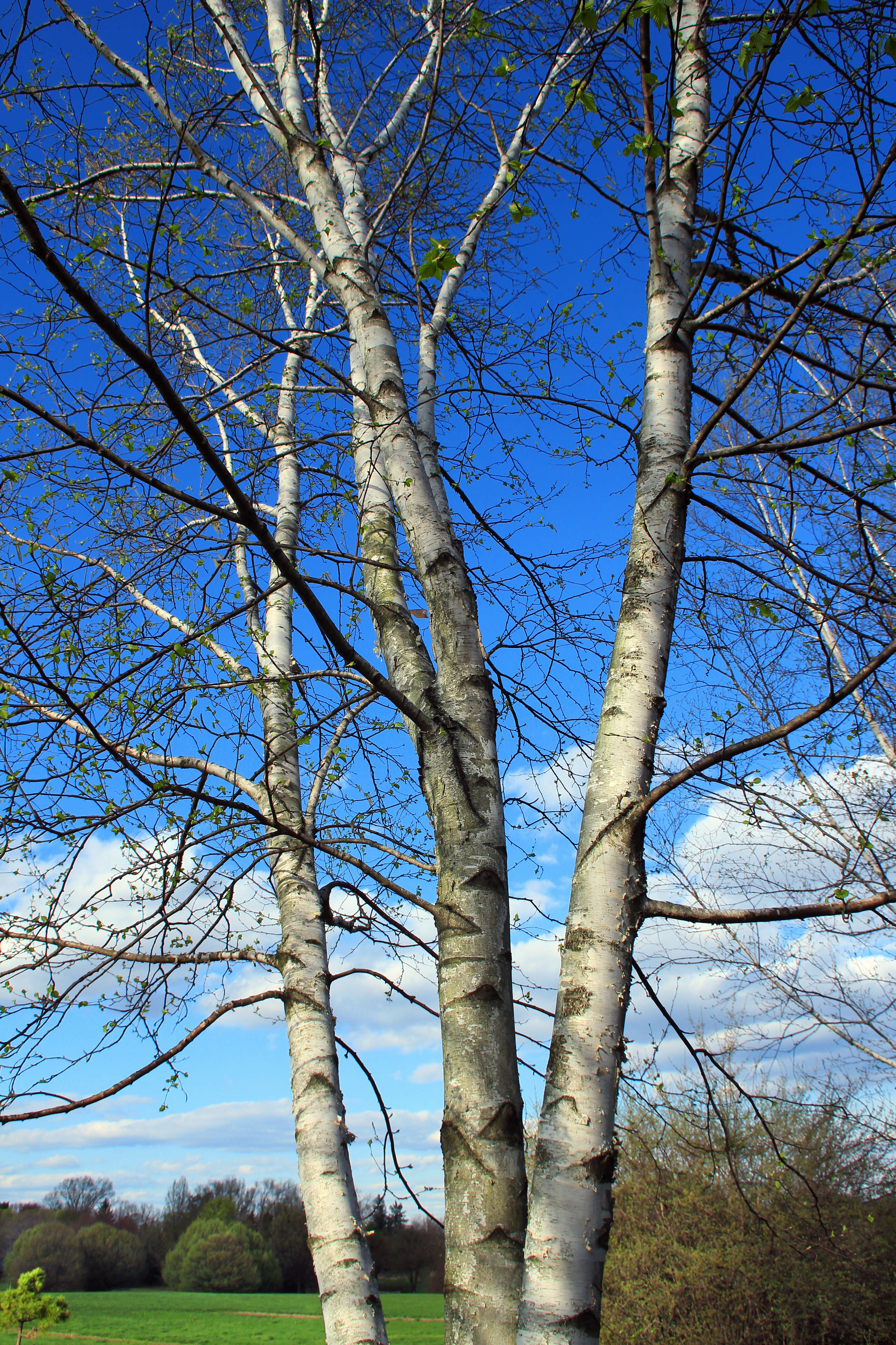 Image of Fire birch