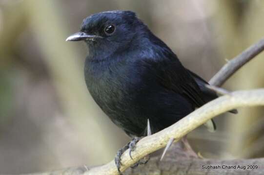 Melaenornis edolioides (Swainson 1837) resmi