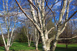 Image of Fire birch