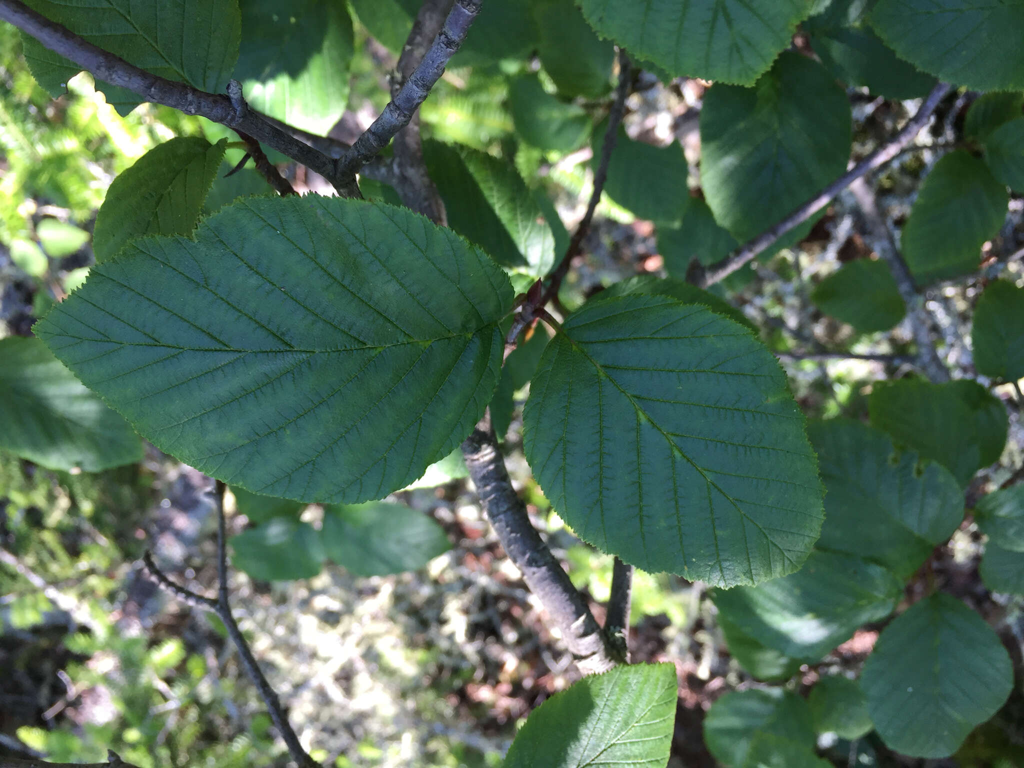 Imagem de Alnus alnobetula subsp. crispa (Aiton) Raus