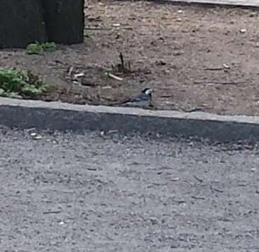 Image of Indian Pied Wagtail