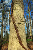 Image of eastern poison ivy