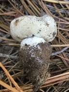 Image of Boletus subalpinus (Trappe & Thiers) Nuhn, Manfr. Binder, A. F. S. Taylor, Halling & Hibbett 2013