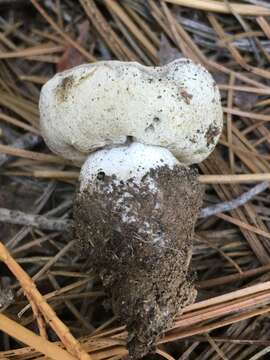 صورة Boletus subalpinus (Trappe & Thiers) Nuhn, Manfr. Binder, A. F. S. Taylor, Halling & Hibbett 2013