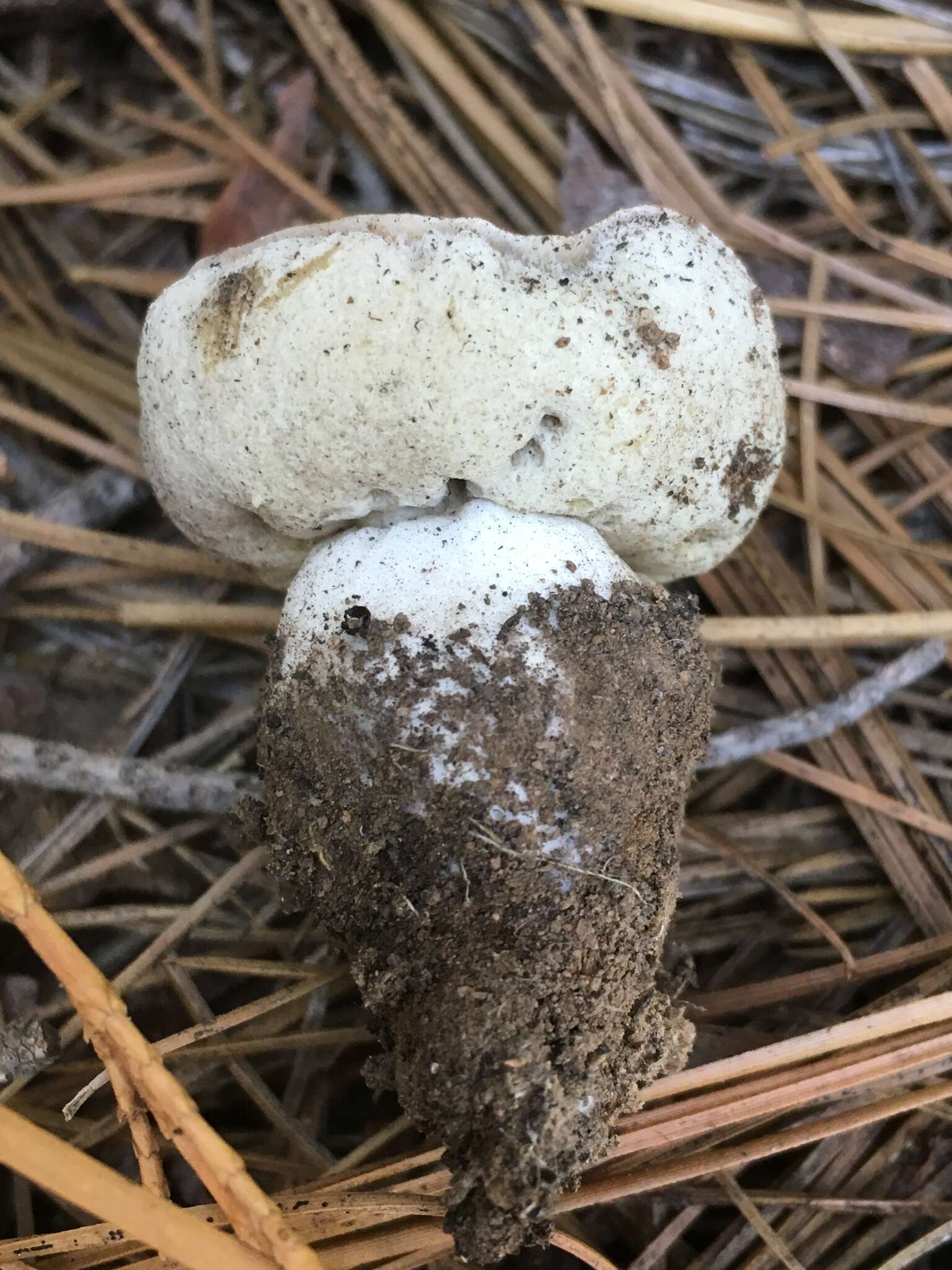 Boletus subalpinus (Trappe & Thiers) Nuhn, Manfr. Binder, A. F. S. Taylor, Halling & Hibbett 2013的圖片