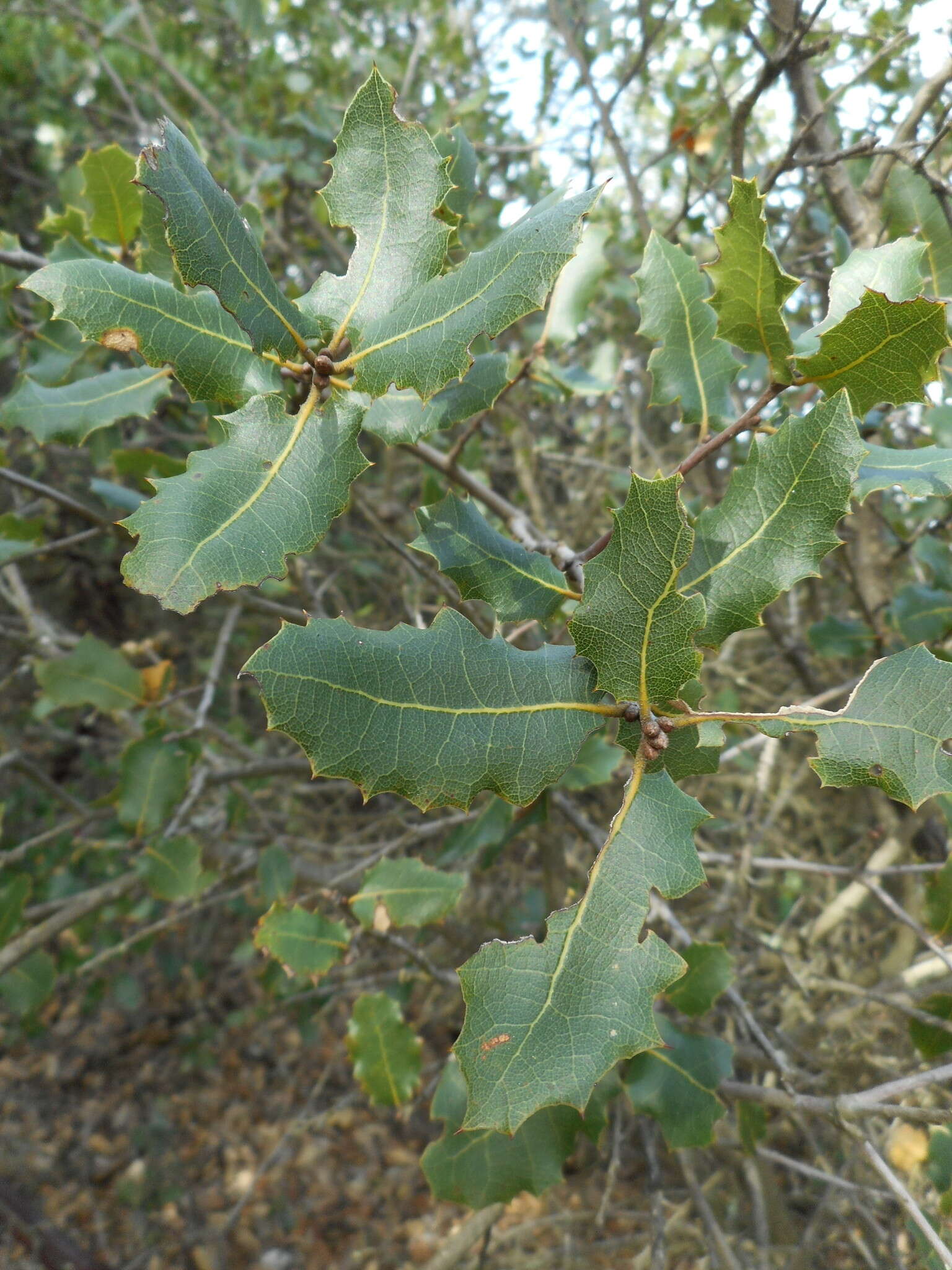 Image of interior live oak