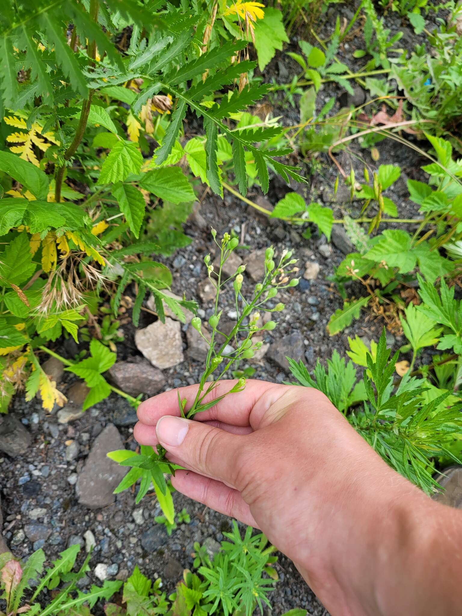 Imagem de Camelina sativa (L.) Crantz