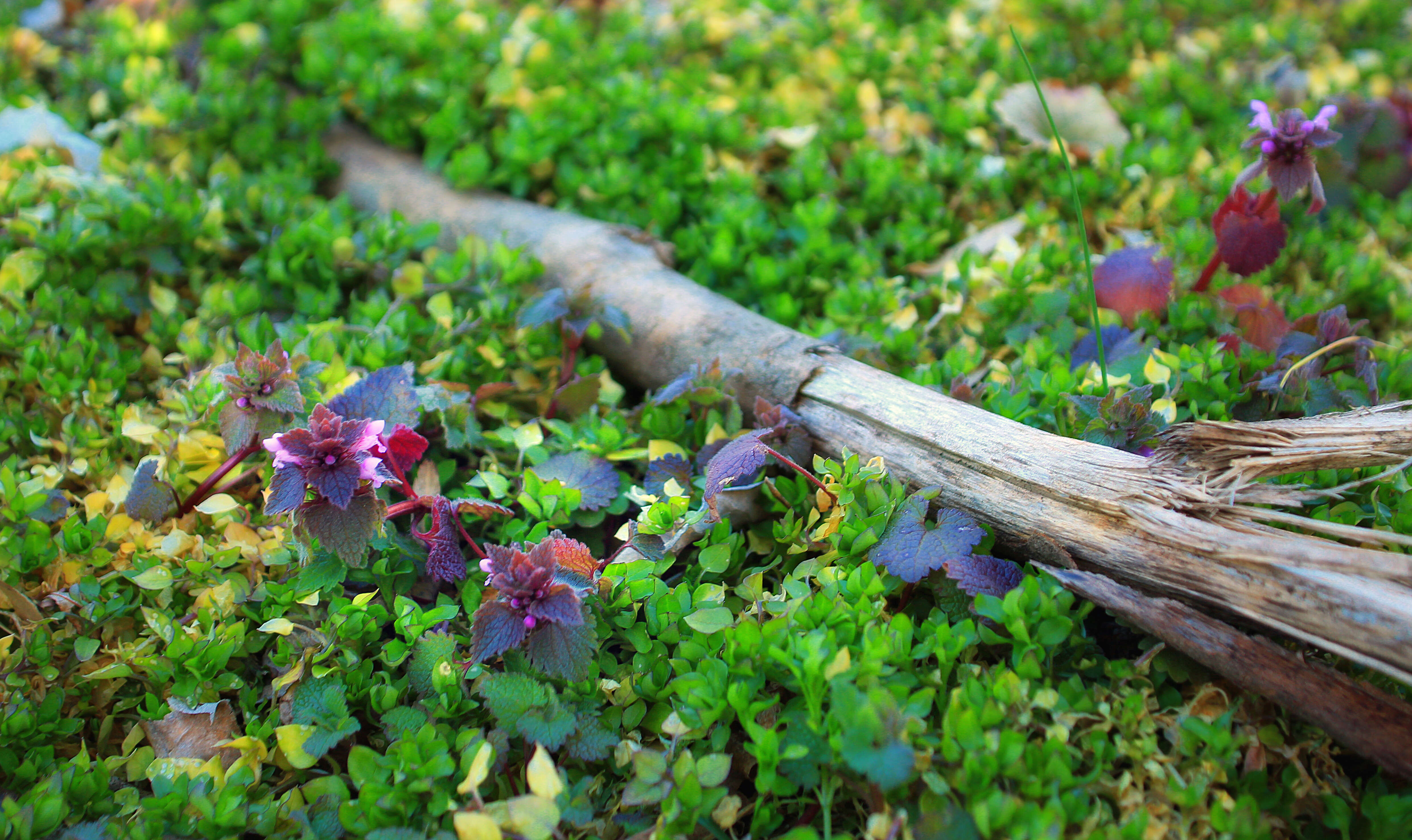 Image of purple archangel