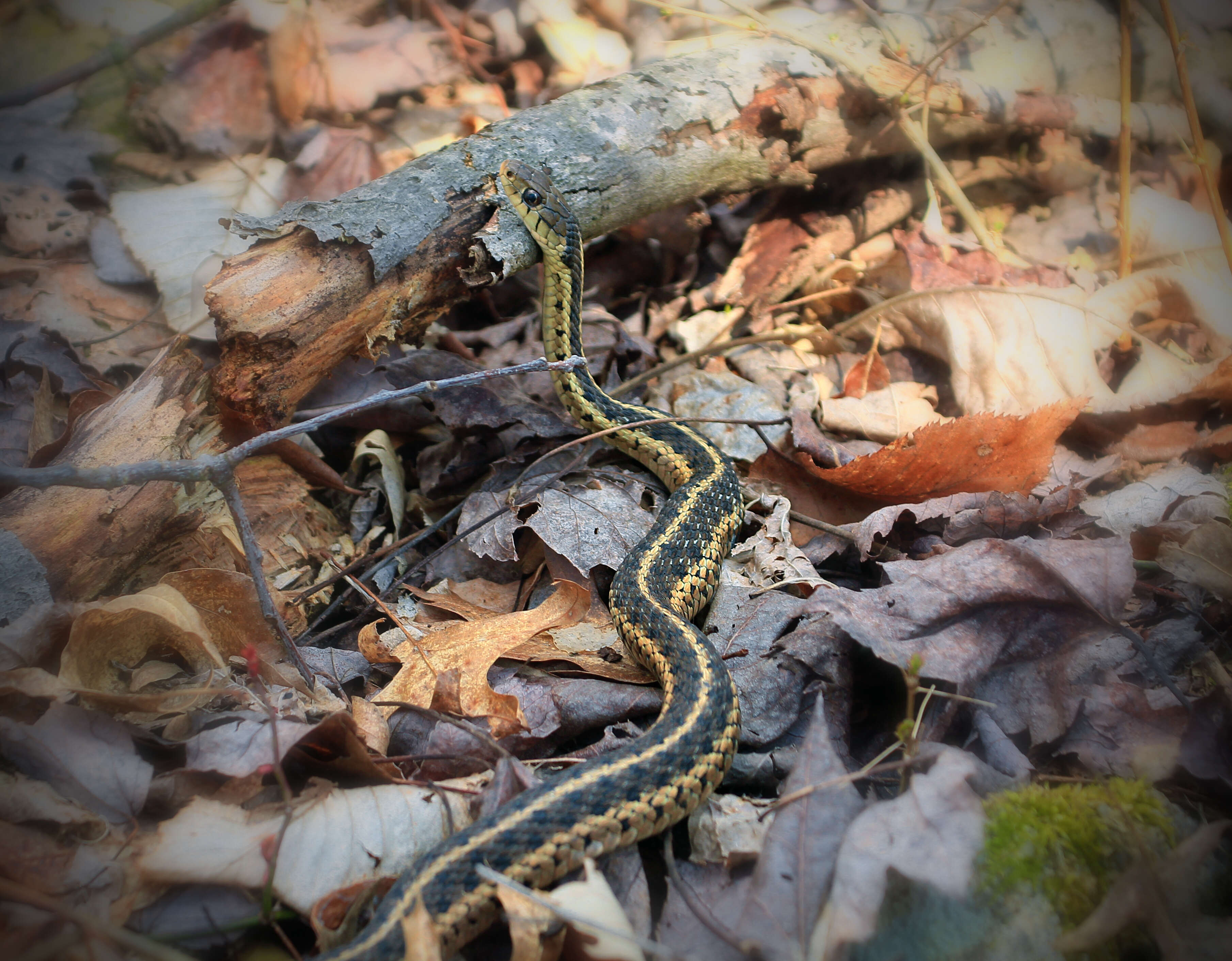 Image of Common Garter Snake