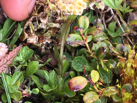 Imagem de Antennaria monocephala subsp. monocephala