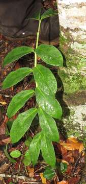 Image of Zamioculcas