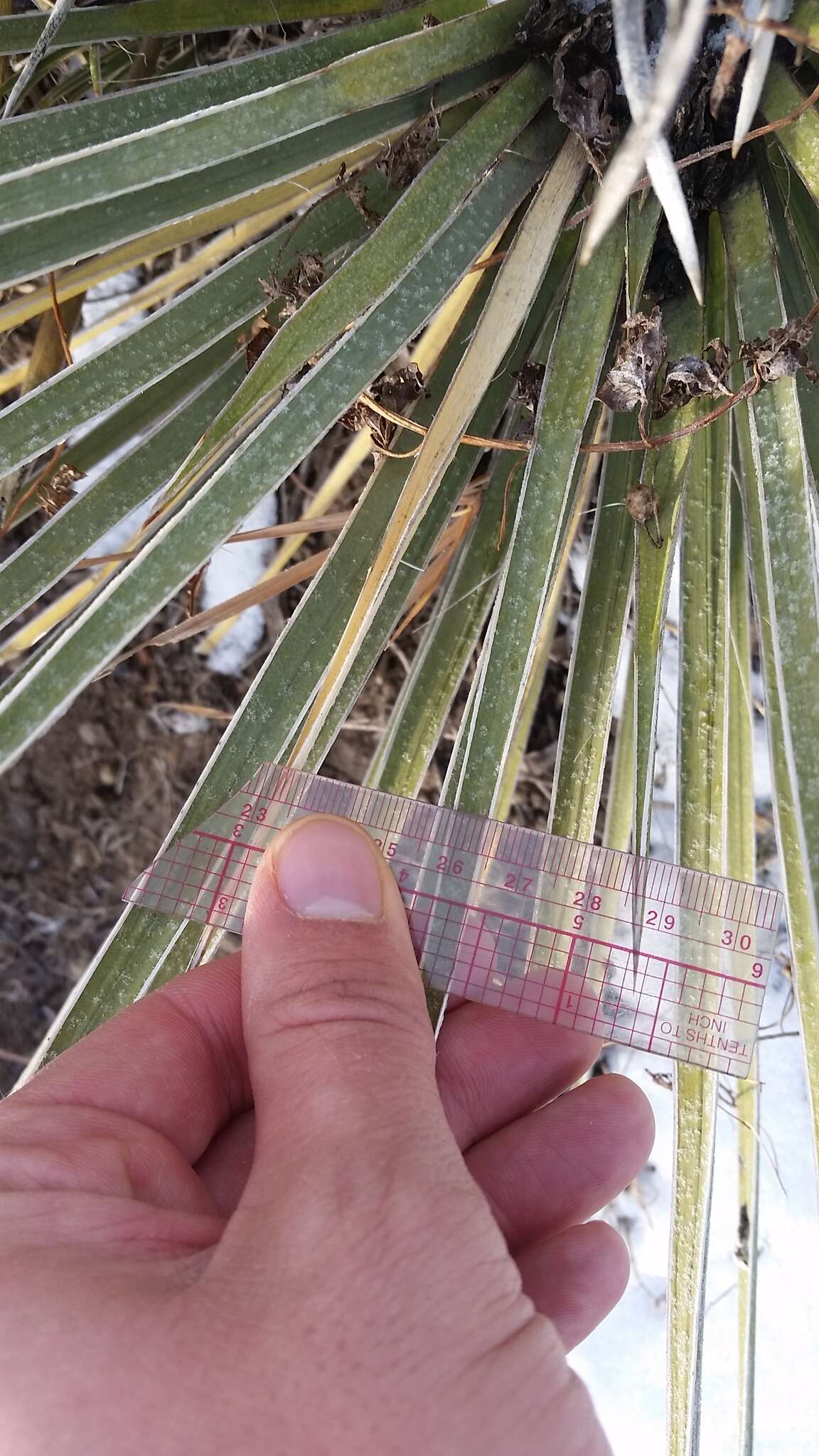 Image of soapweed yucca