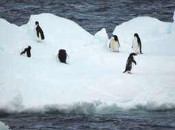 Image of Adelie Penguin