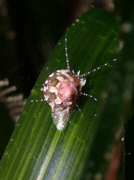 Image de Gibbula ardens (Salis Marschlins 1793)