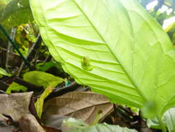 Image of Dwarf Glassfrog