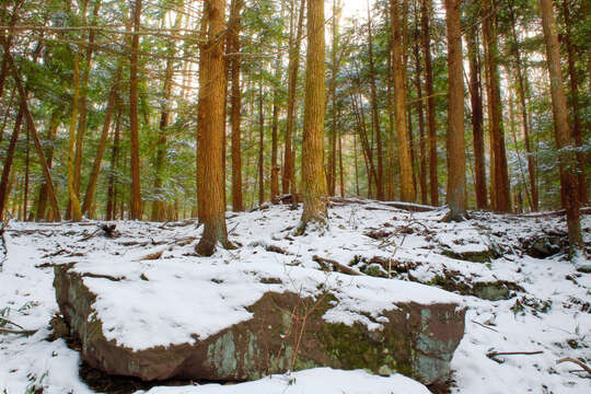 Image of eastern hemlock