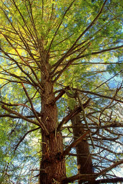 Image of eastern hemlock