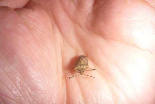 Image of One Spotted Stink Bug