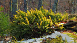 Plancia ëd Polystichum acrostichoides (Michx.) Schott