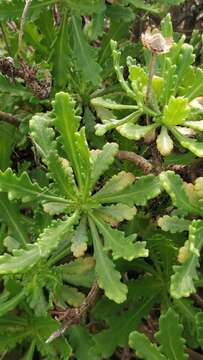 Image of Argyranthemum pinnatifidum subsp. succulentum (Lowe) Humphr.