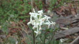 Image of Pimelea humilis R. Br.