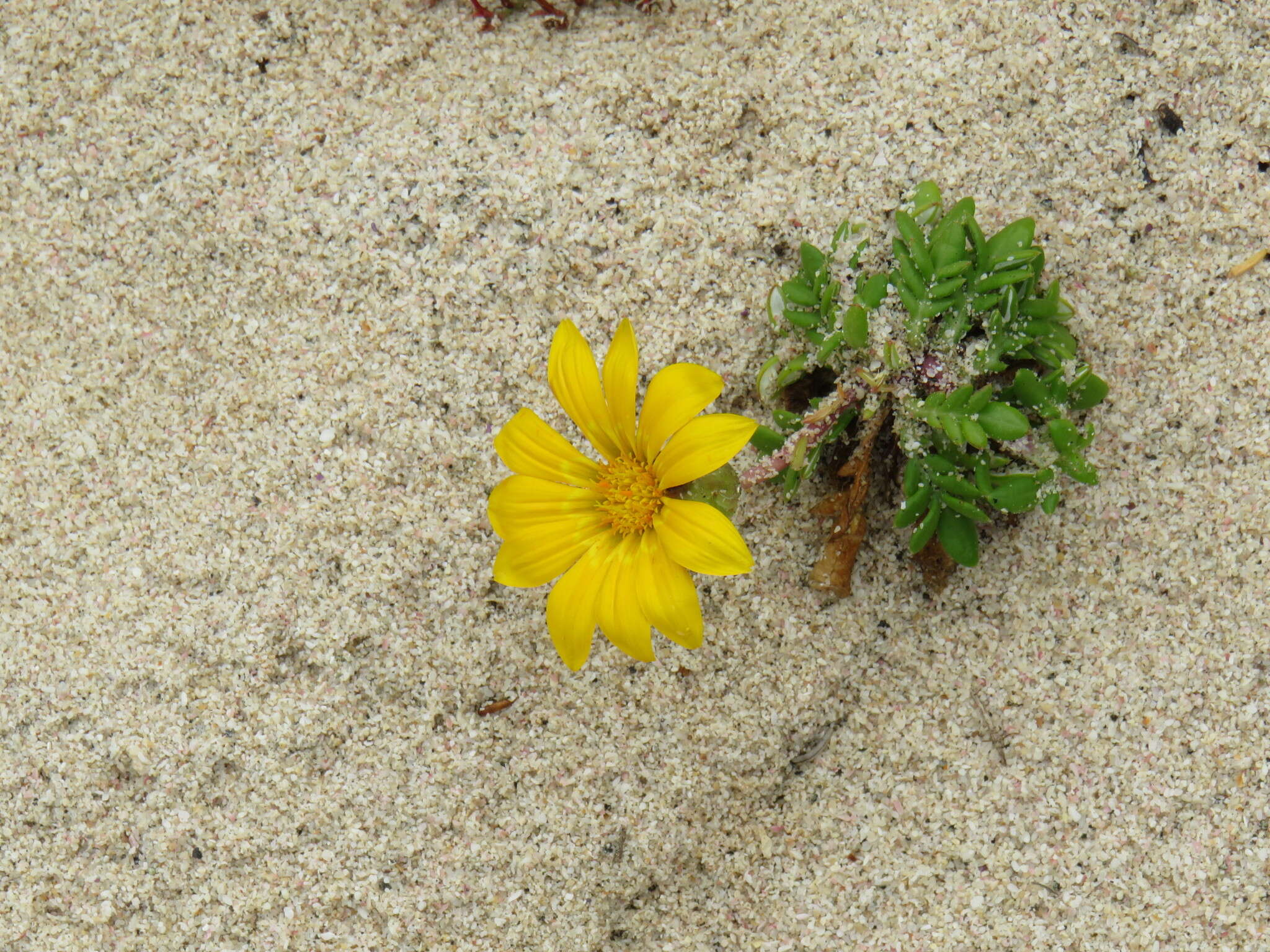 Image of Gazania maritima Levyns