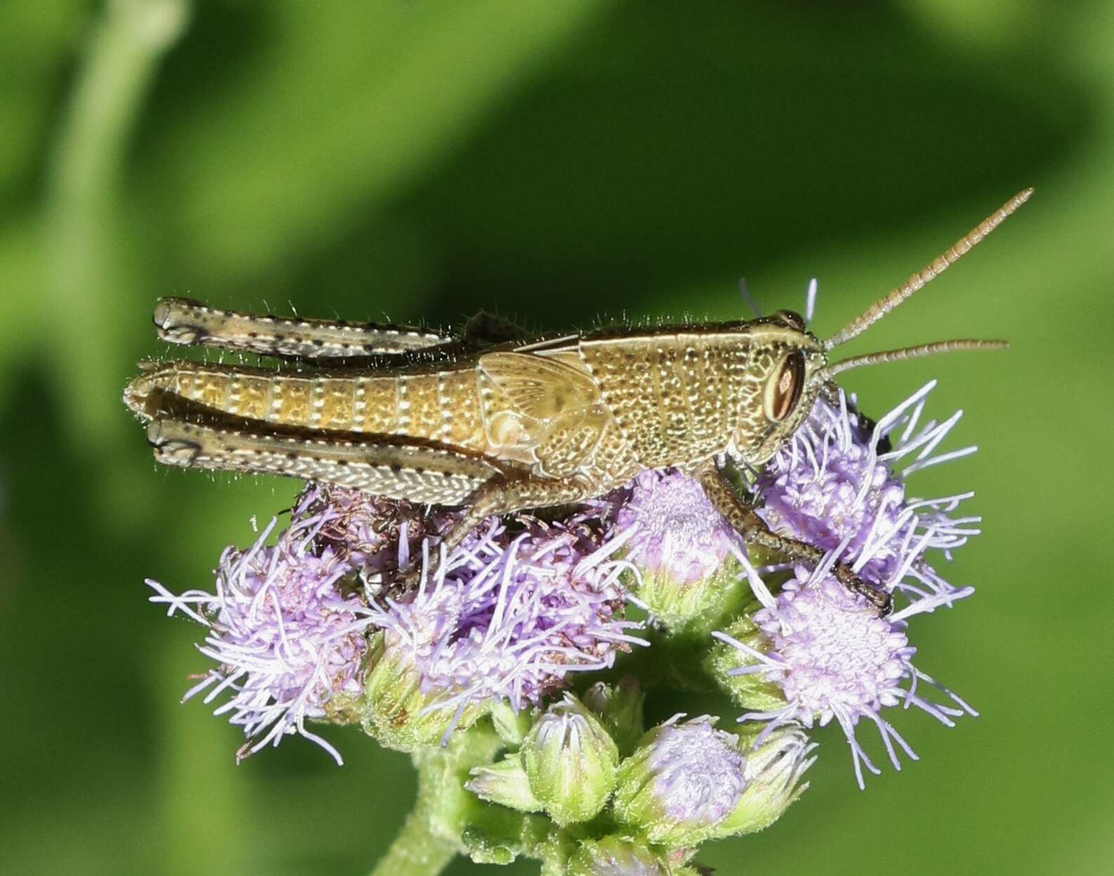 Image of Schistocerca impleta (Walker & F. 1870)