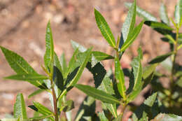 Image of California yerba santa