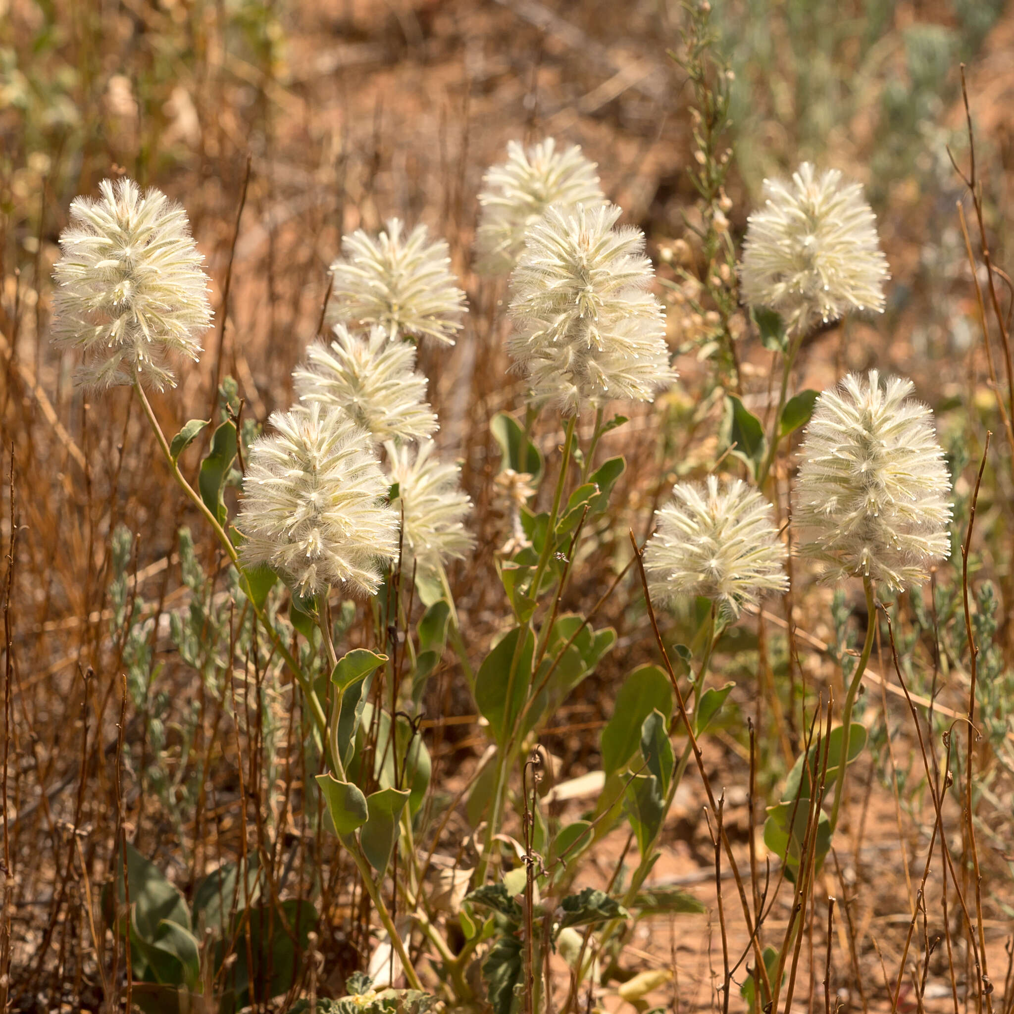 Ptilotus nobilis F. Müll.的圖片