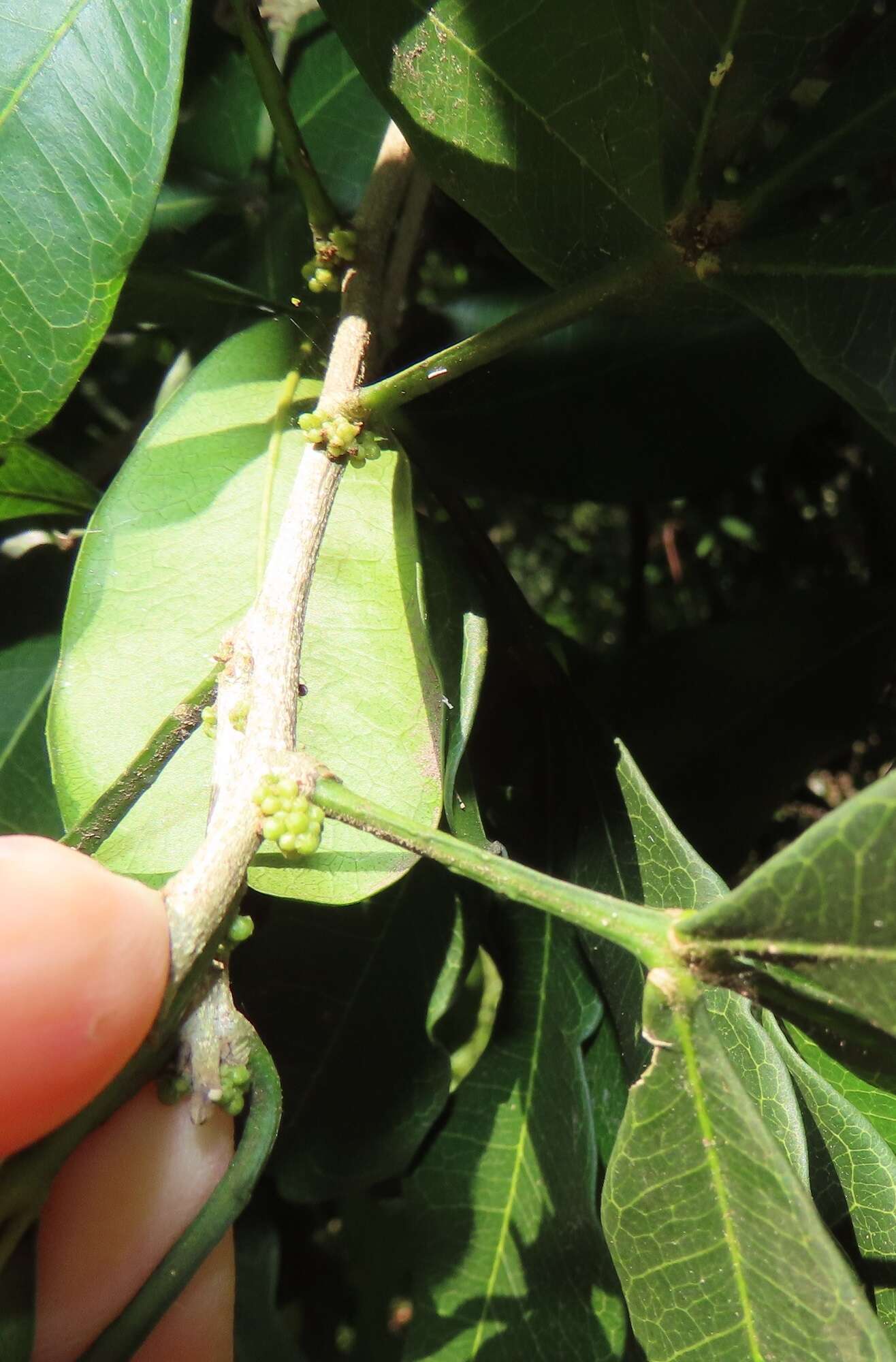 Image of Furry-fruited teclea