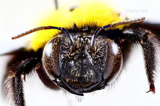 Xylocopa aestuans (Linnaeus 1758) resmi