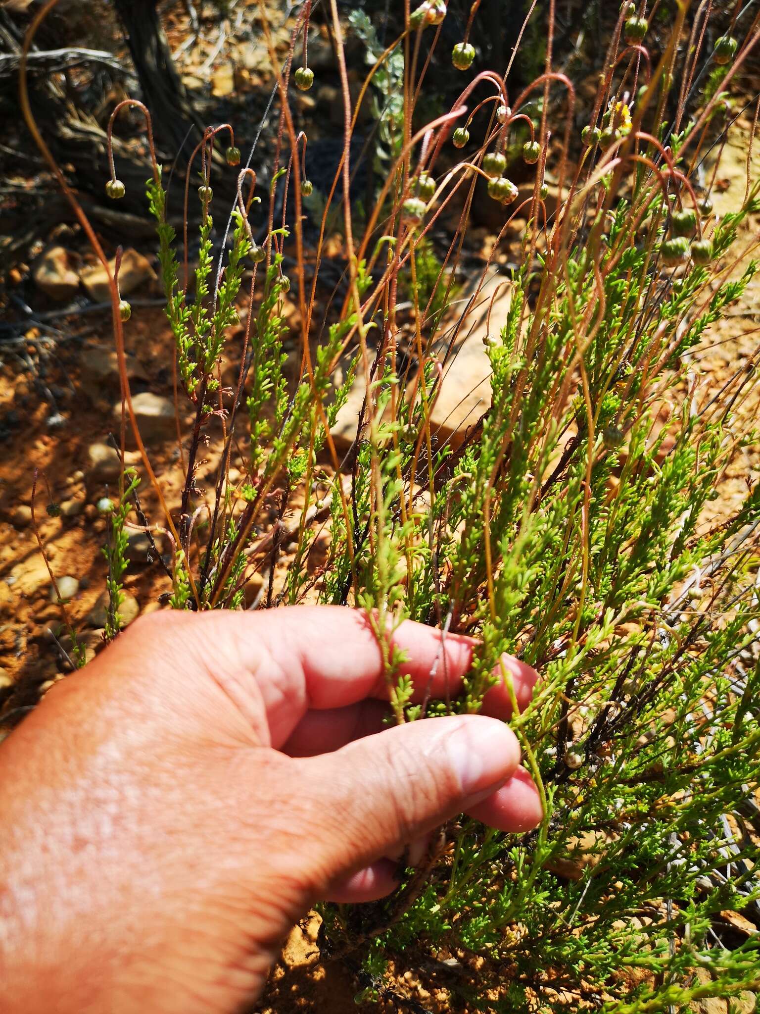 Image of Ursinia punctata (Thunb.) N. E. Br.