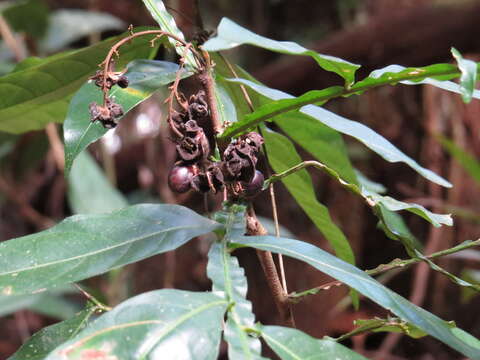 Image of Harpullia frutescens F. M. Bailey