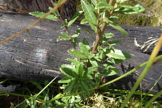 Image of Olearia erubescens (Spreng.) Dippel