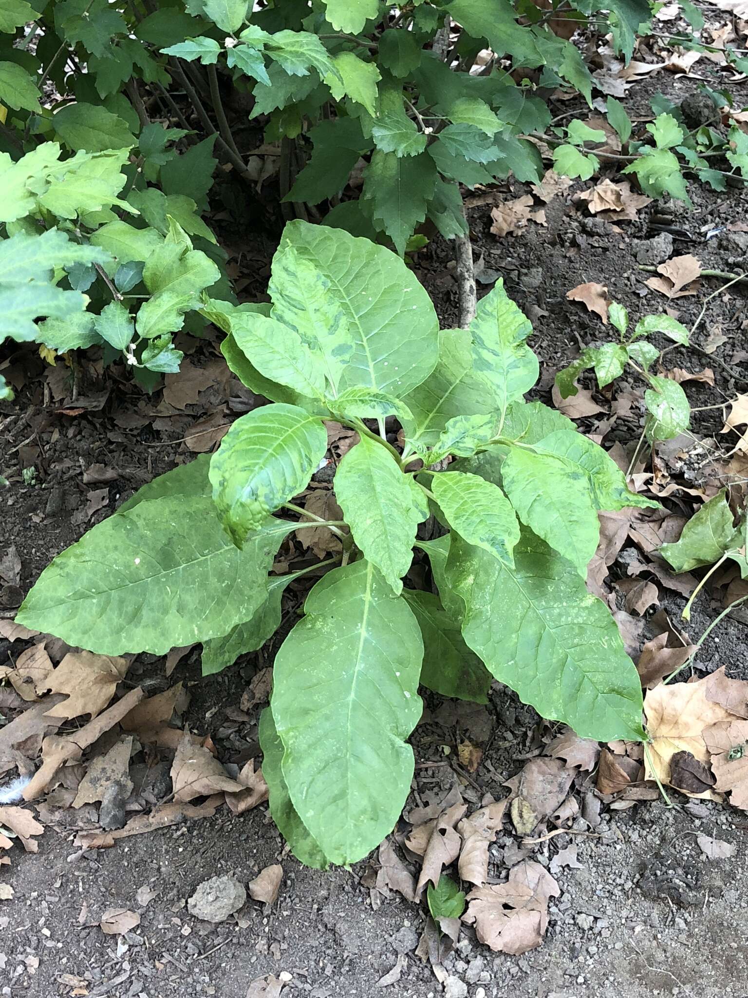 Image of Pokeweed mosaic virus