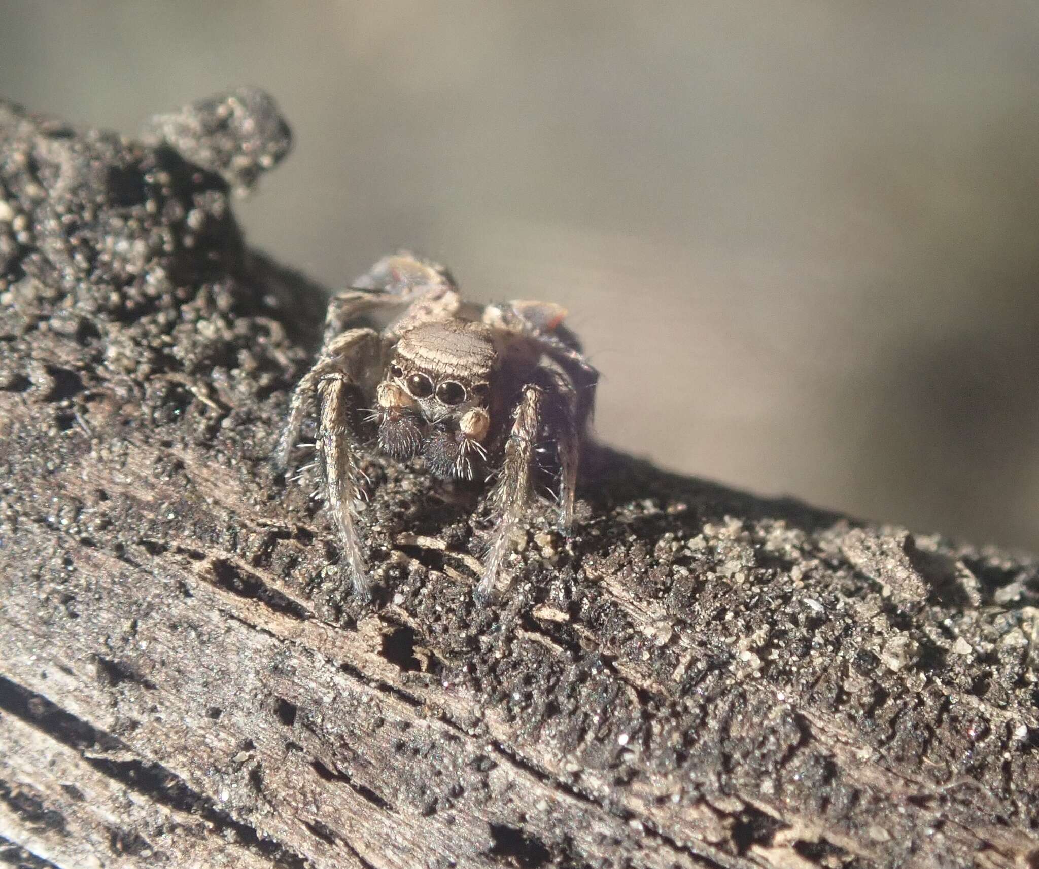 Image of Habronattus californicus (Banks 1904)