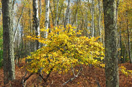 Imagem de Hamamelis virginiana L.