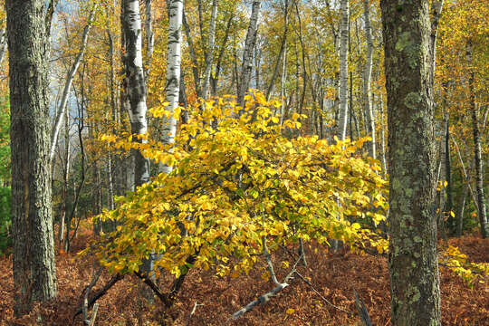 Imagem de Hamamelis virginiana L.