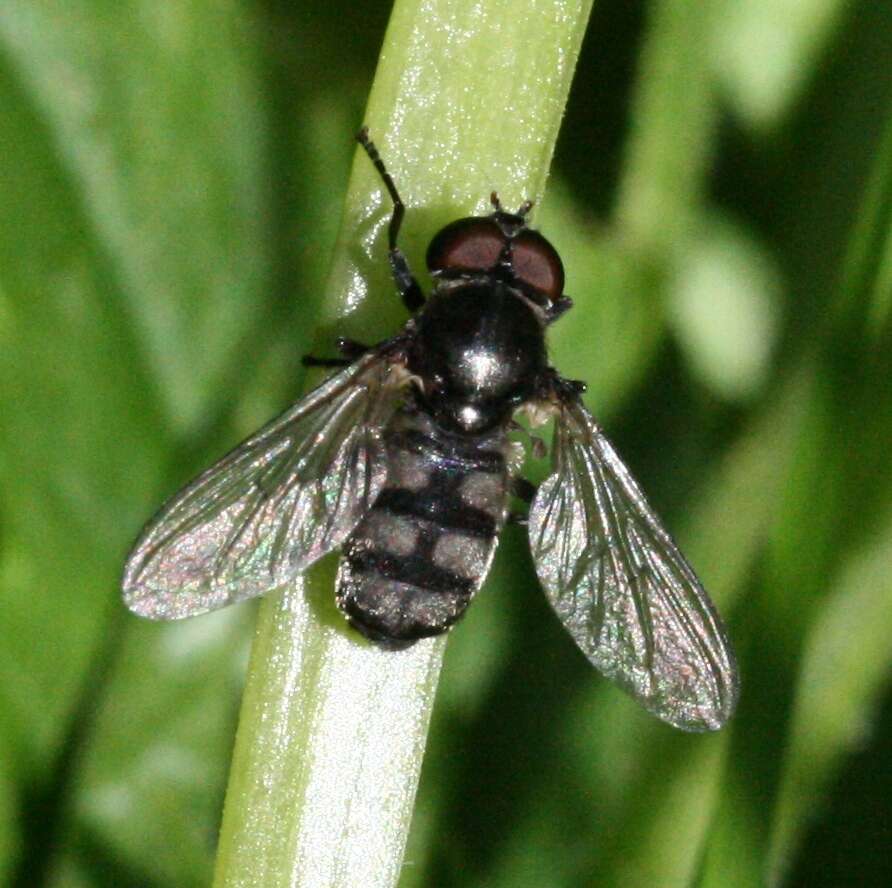 Image of Portevinia maculata (Fallen 1817)