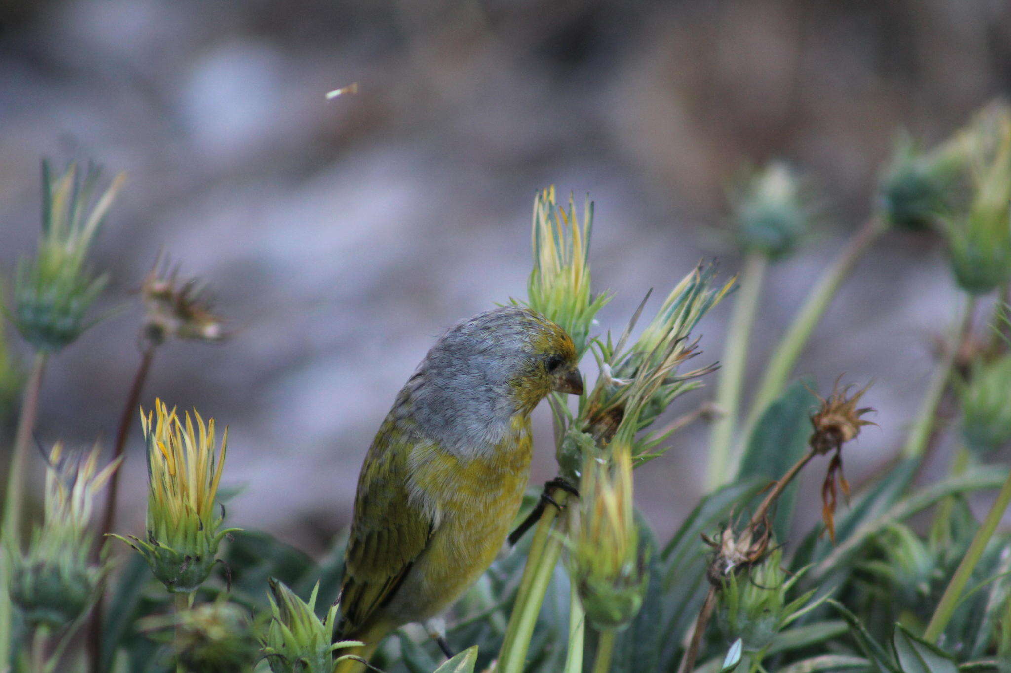 Image of Cape Canary