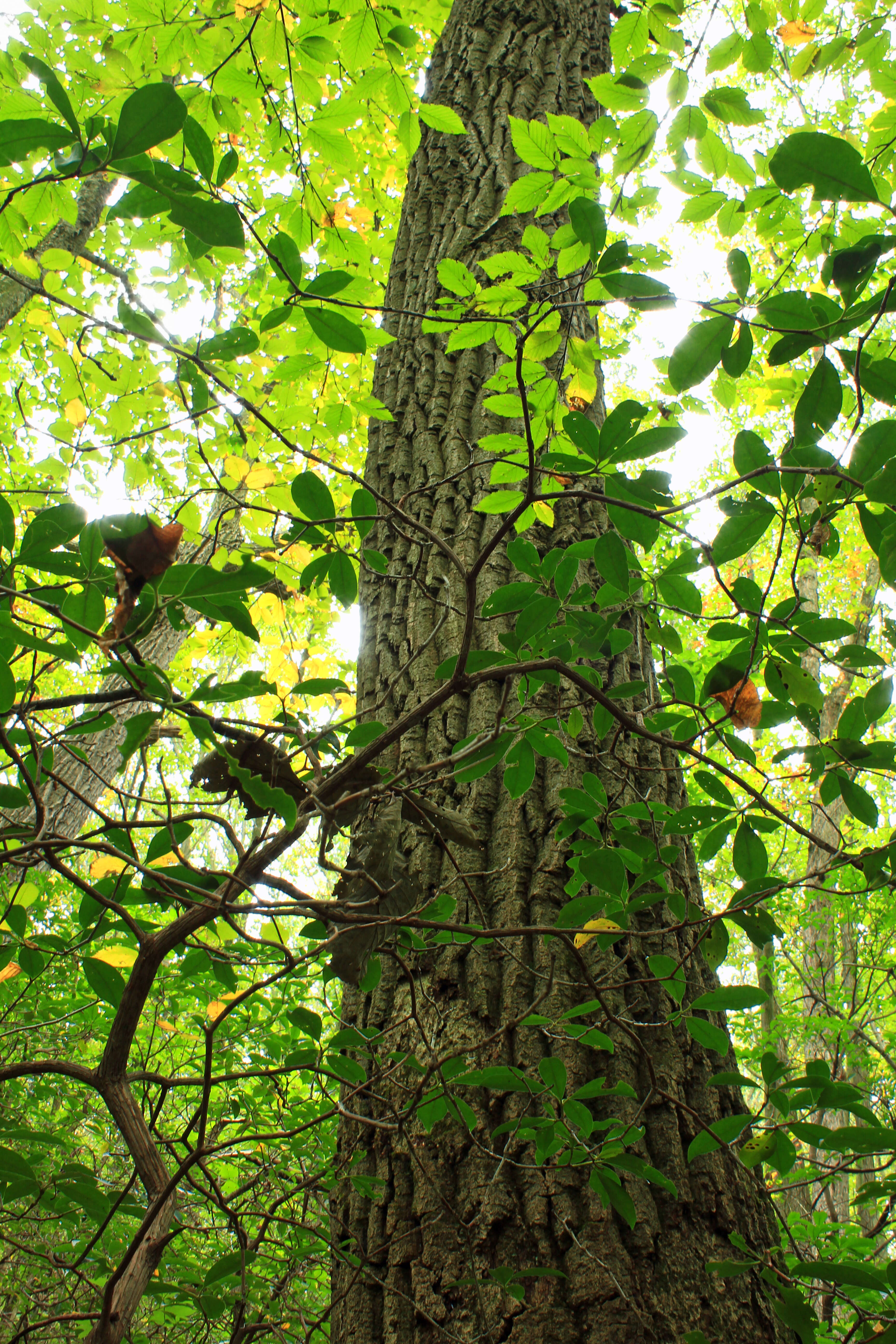 Слика од Quercus montana Willd.