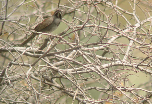 Image of Five-striped Sparrow