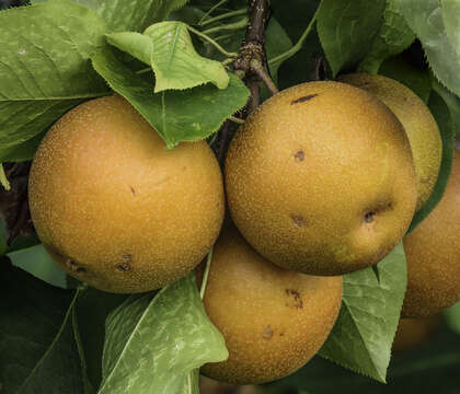 Plancia ëd Pyrus pyrifolia (Burm. fil.) Nakai