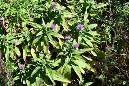 Слика од Cirsium vlassovianum Fisch. ex DC.