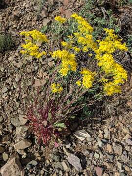 Image of Oak Creek ragwort