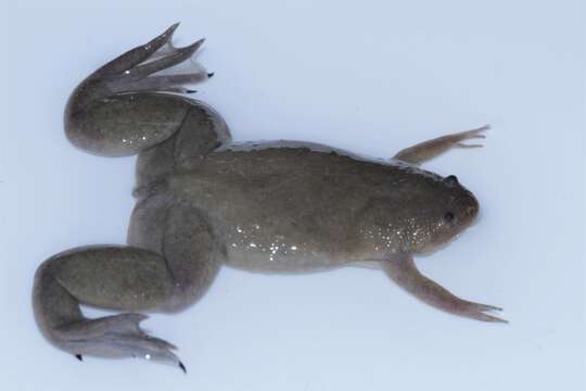 Image of Xenopus mellotropicalis Evans, Carter, Greenbaum, Gvozdík, Kelley, McLaughlin, Pauwels, Portik & Stanley et al. 2015