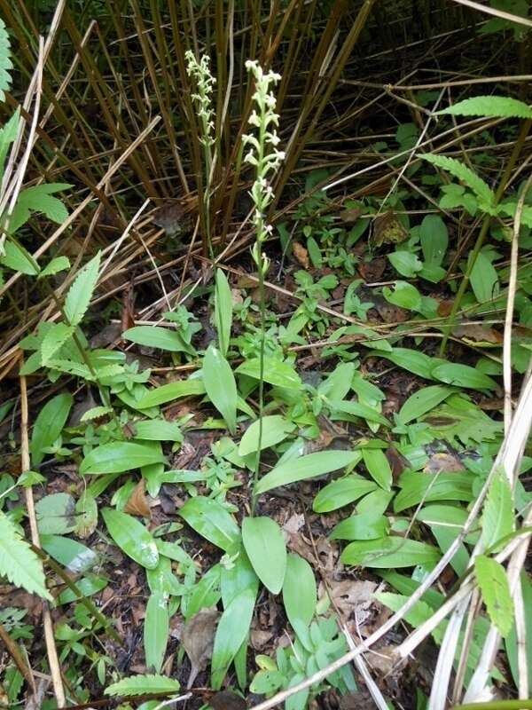 Plancia ëd Platanthera ussuriensis (Regel) Maxim.